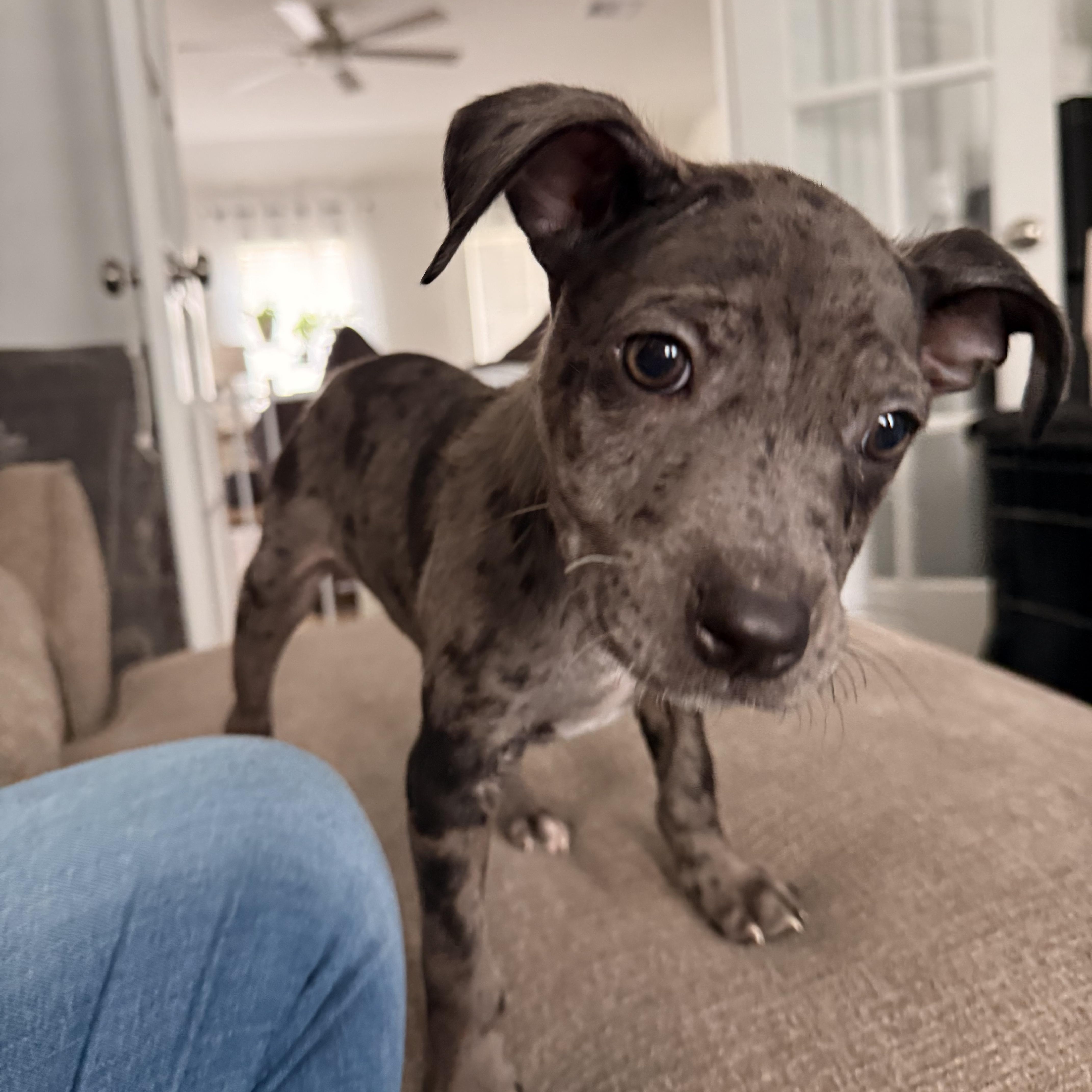 Enlarge Joey, a Adopted mixed breed in houston, TX image 5/5