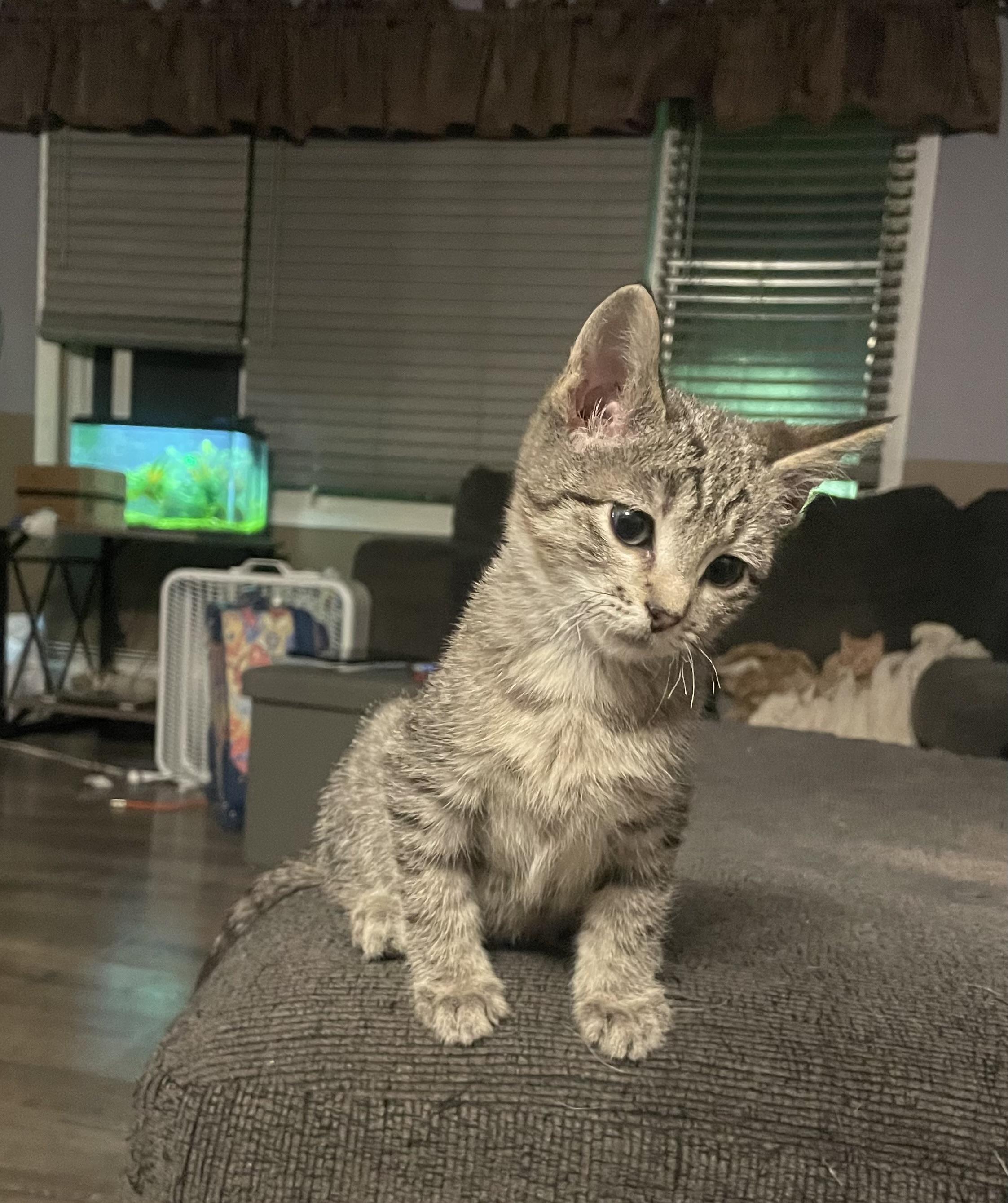 Enlarge Sam, a Adopted Domestic Medium Hair in Kirksville, MO image 1/3