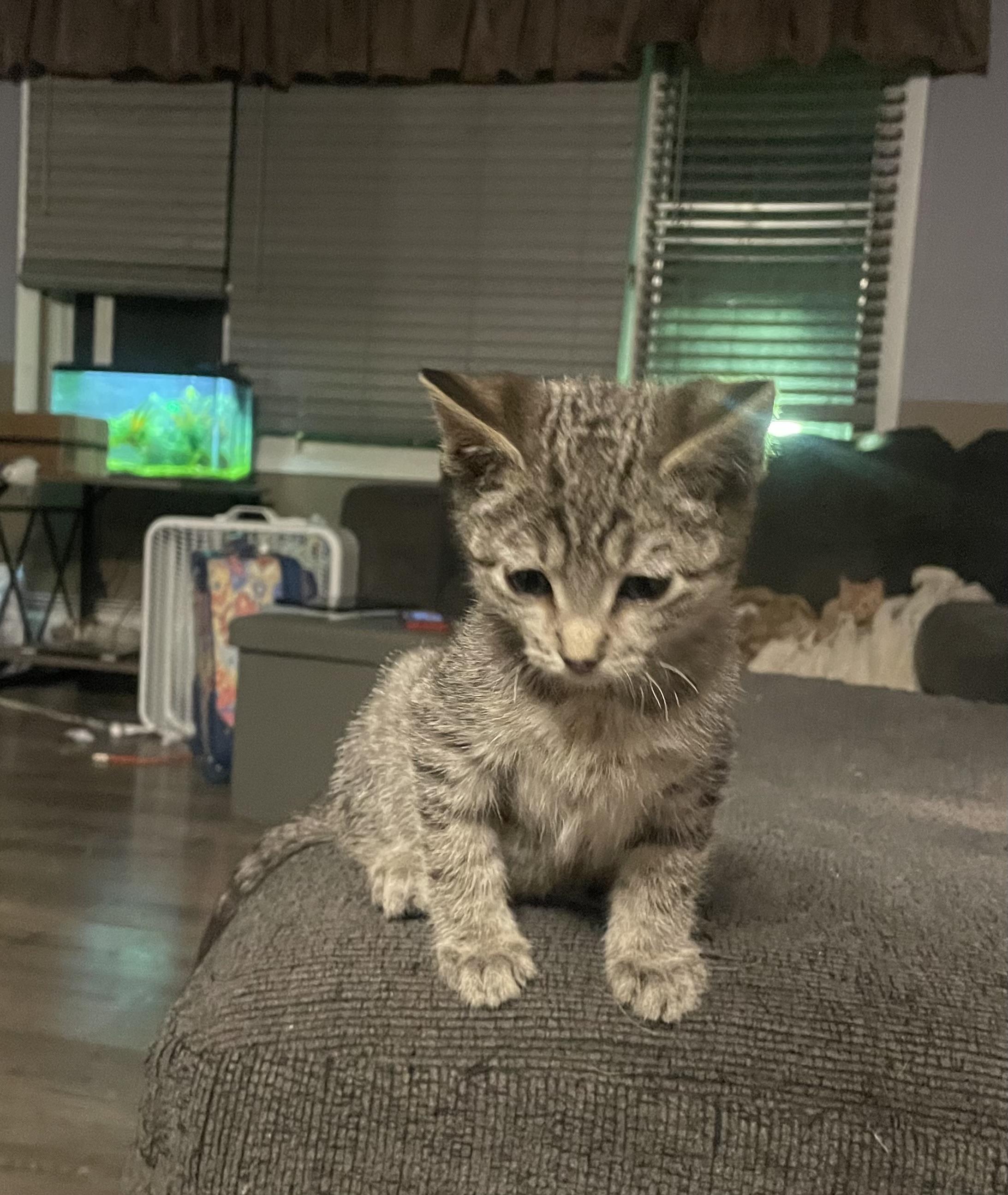 Enlarge Sam, a Adopted Domestic Medium Hair in Kirksville, MO image 2/3