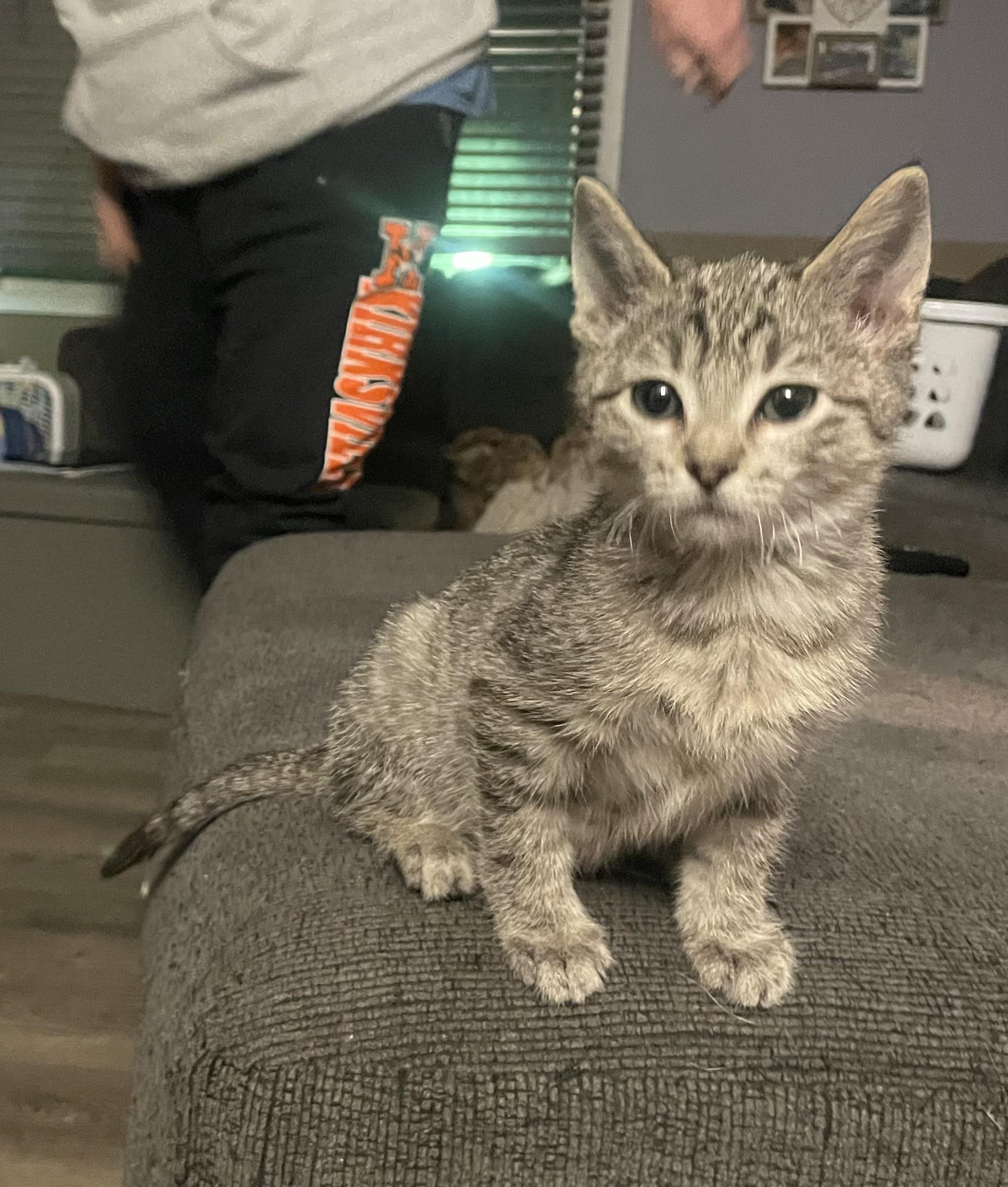 Enlarge Sam, a Adopted Domestic Medium Hair in Kirksville, MO image 3/3