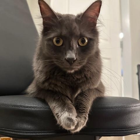 Lonestar - *New Photos and Bio*, an adoptable Domestic Medium Hair in Vancouver, BC, V6K 1P8 | Photo Image 3