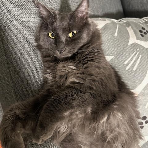 Lonestar - *New Photos and Bio*, an adoptable Domestic Medium Hair in Vancouver, BC, V6K 1P8 | Photo Image 4