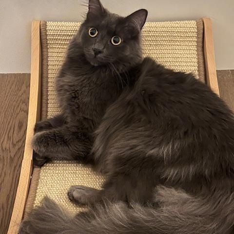 Lonestar - *New Photos and Bio*, an adoptable Domestic Medium Hair in Vancouver, BC, V6K 1P8 | Photo Image 2