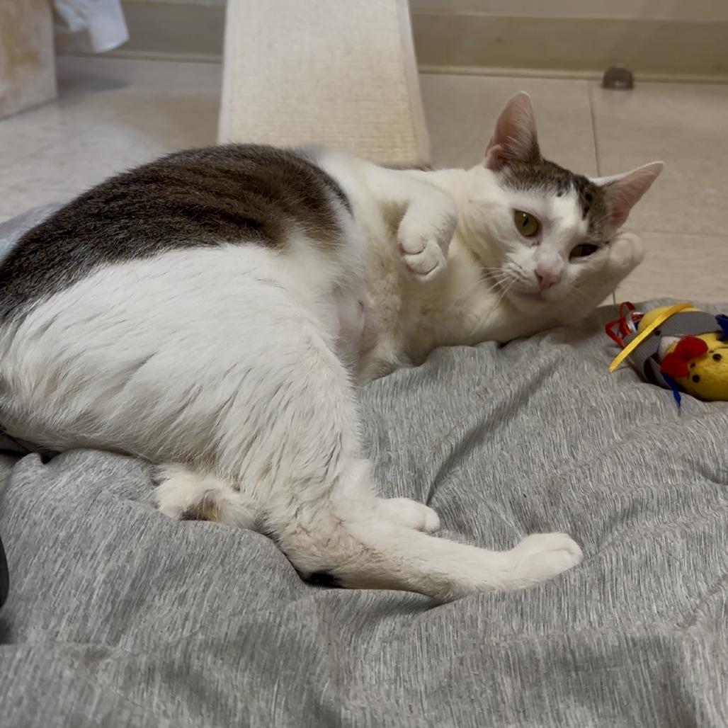Hetty, Adoptable, Young Female Domestic Short Hair.