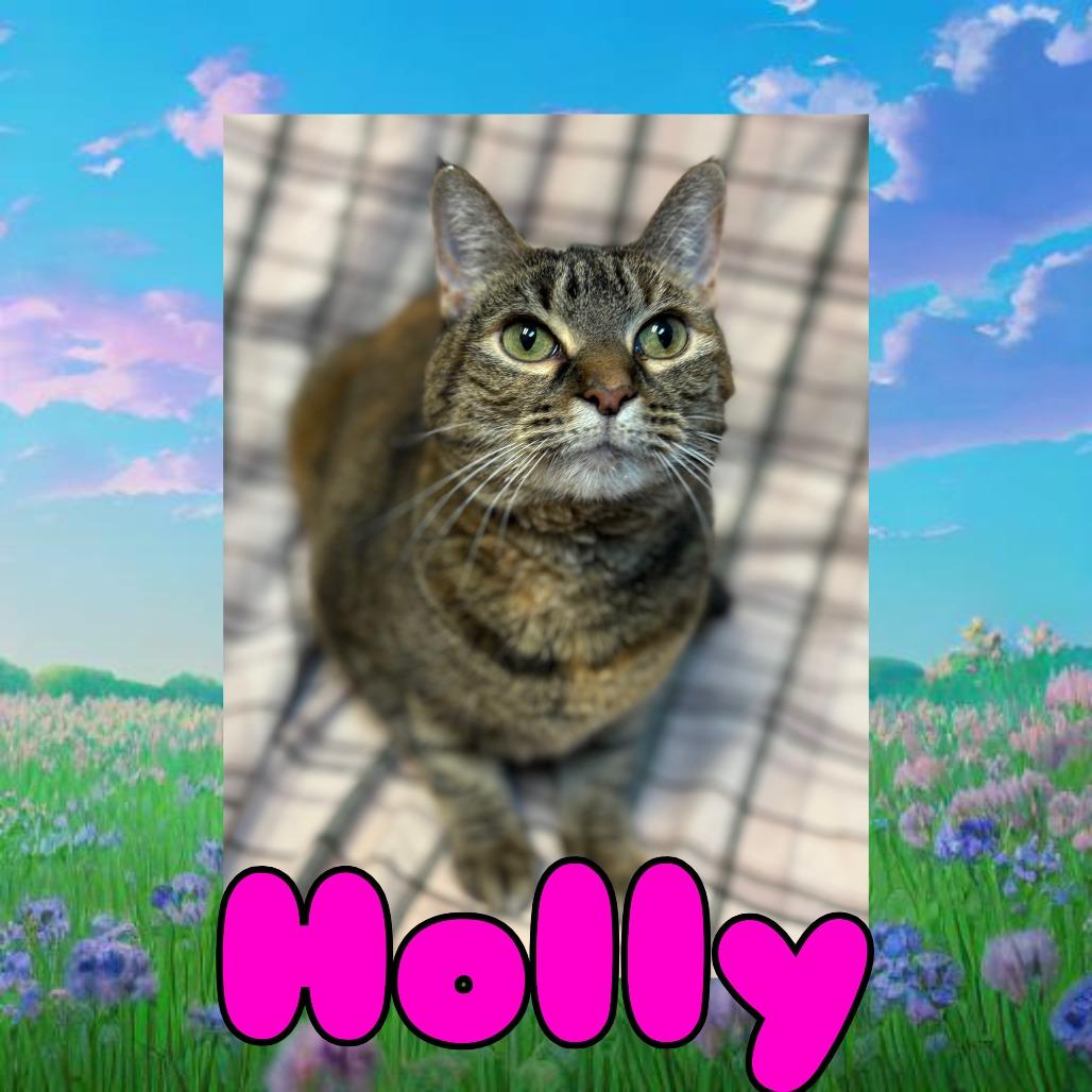 Holly, Adoptable, Senior Female Domestic Short Hair & Domestic Short Hair.