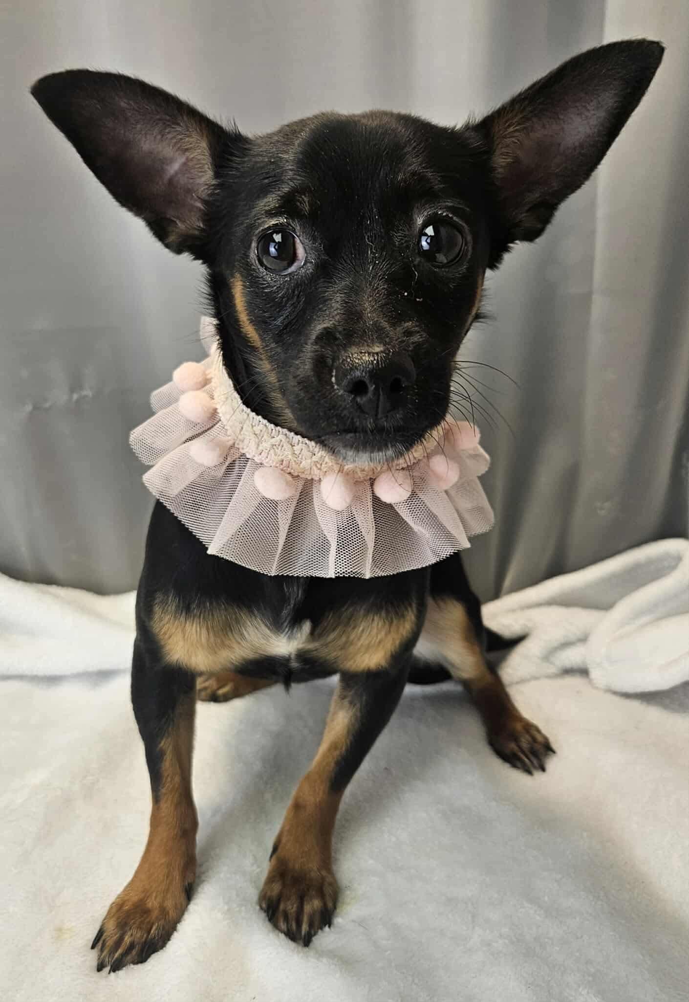 Dog for adoption - Rumor, a Chihuahua in Hartford, CT | Petfinder