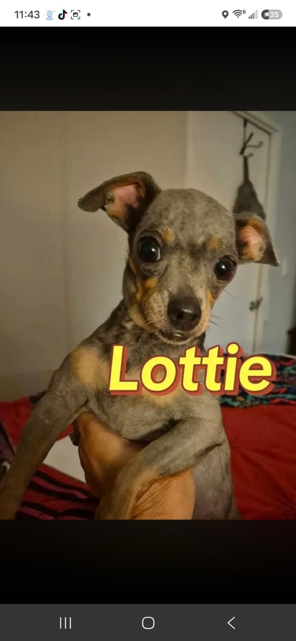 Enlarge Lottie, a Adoptable Chihuahua in Livingston, TX image 1/1