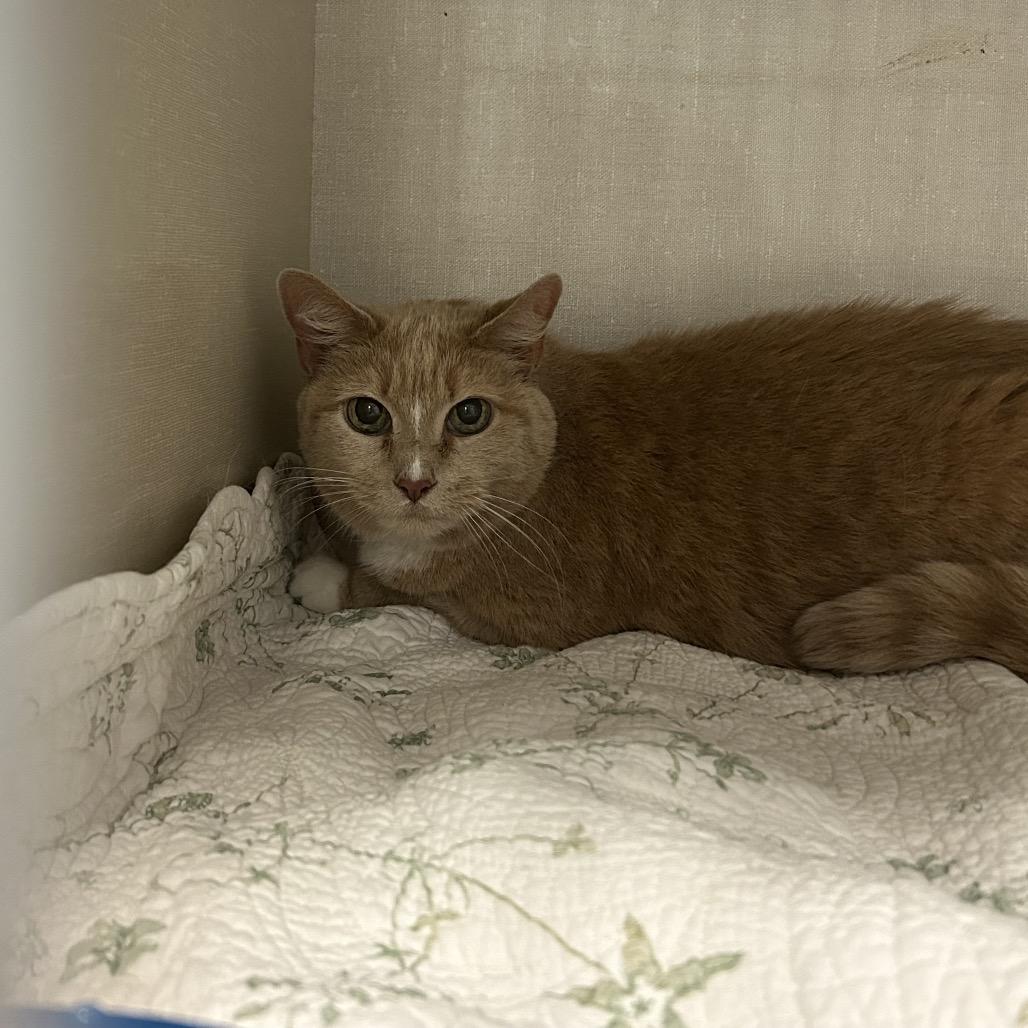 Enlarge Lola, a Adoptable Domestic Short Hair in Conway, NH image 1/4