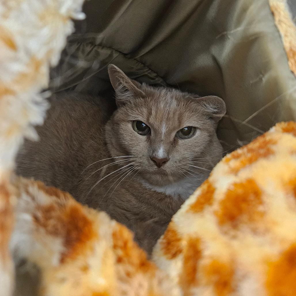 Enlarge Lola, a Adoptable Domestic Short Hair in Conway, NH image 2/4