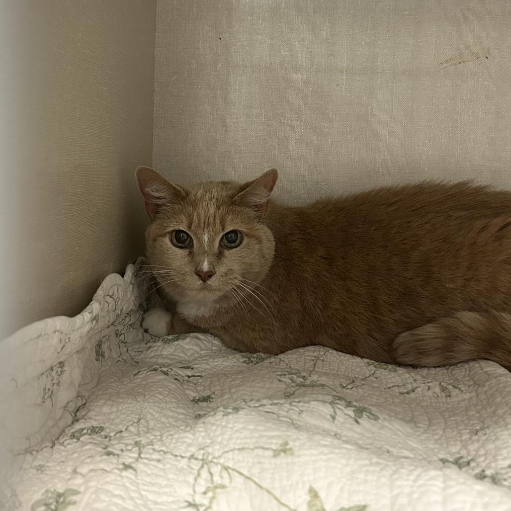Enlarge Lola, a Adoptable Domestic Short Hair in Conway, NH image 3/4