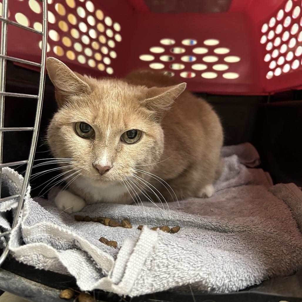 Enlarge Lola, a Adoptable Domestic Short Hair in Conway, NH image 4/4