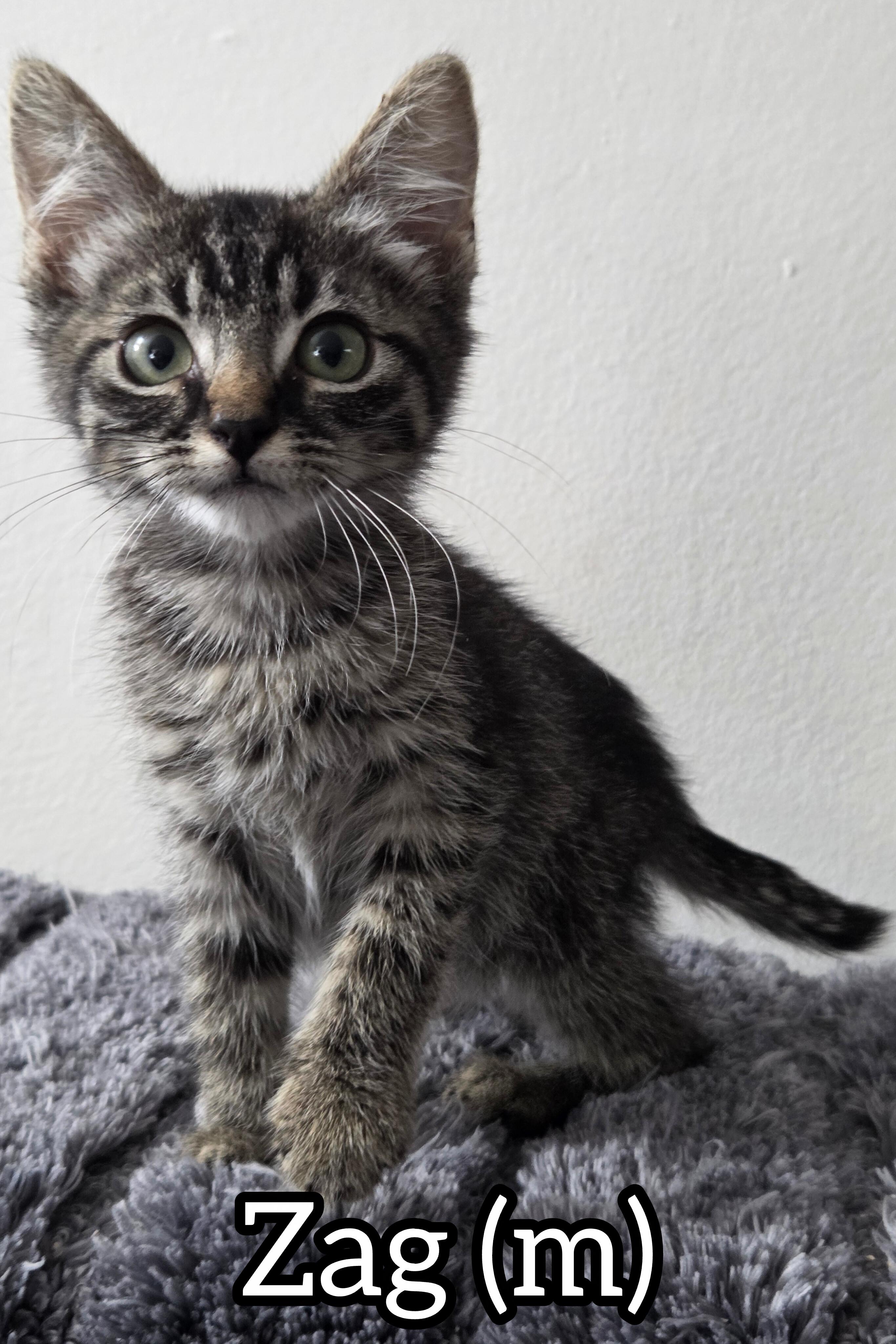 Pre-Adoption: Zag, Adoptable, Kitten Male Domestic Short Hair.