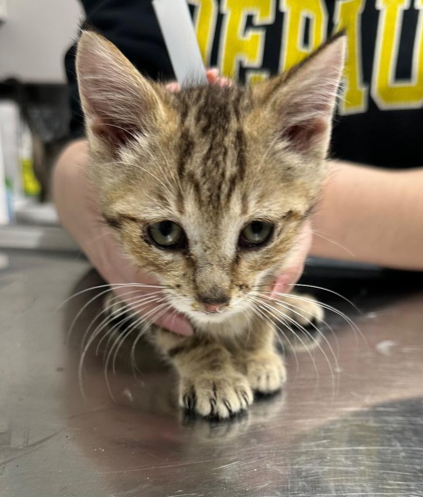 Smooch, Adoptable, Kitten Male Domestic Short Hair.