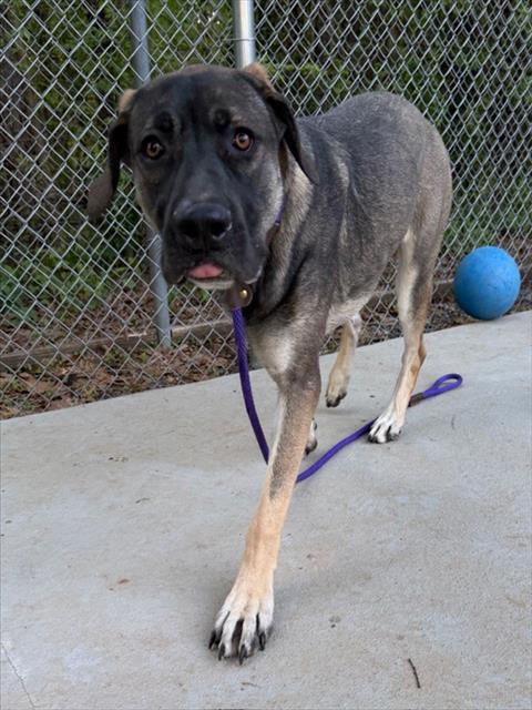 Enlarge MAYA, a Adoptable mixed breed in Charlotte, NC image 1/1