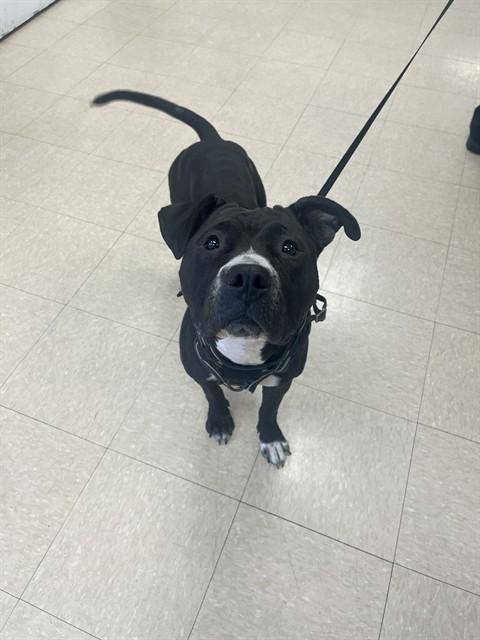 Enlarge DIXIE, a Adoptable Pit Bull Terrier in Killeen, TX image 1/1