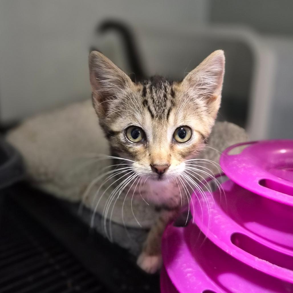 Joe Dirt, Adoptable, Kitten Male Domestic Short Hair.