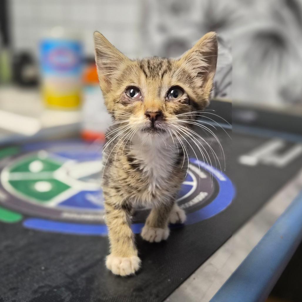 Enlarge Joe Dirt, a Adoptable Domestic Short Hair in Wahiawa, HI image 2/3
