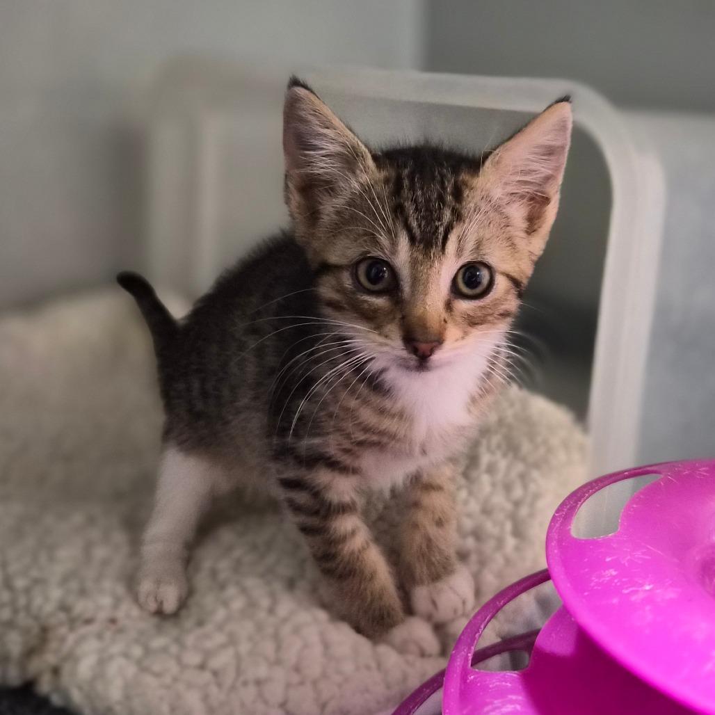 Enlarge Joe Dirt, a Adoptable Domestic Short Hair in Wahiawa, HI image 3/3