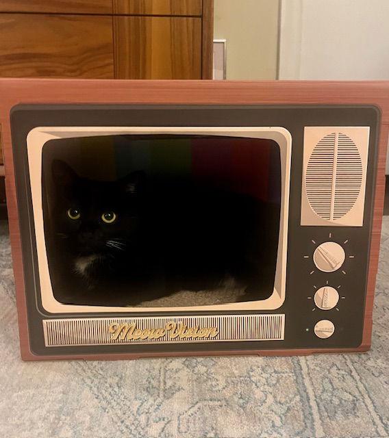 Martini, Adoptable, Young Female Domestic Short Hair.