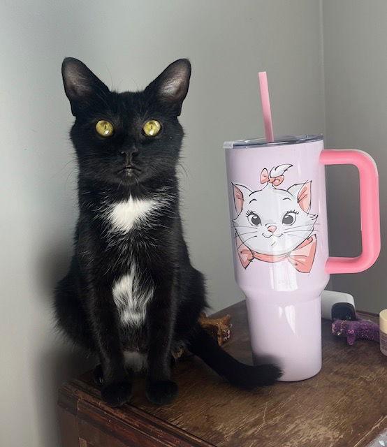 Martini, a Adoptable Domestic Short Hair in Philadelphia, PA image 2/3