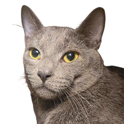 Simon, Adoptable, Adult Male Domestic Short Hair & Domestic Short Hair.