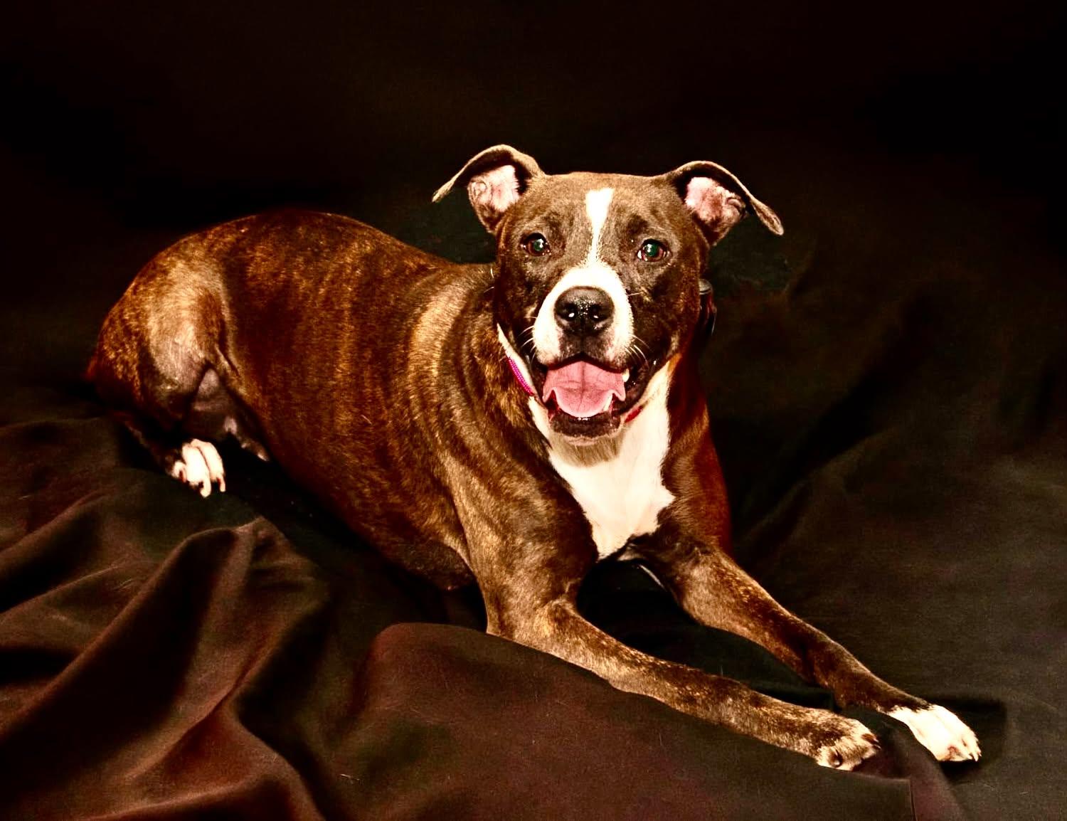 Enlarge DOLLY, a Adoptable Mixed Breed in Granite City, IL image 1/1
