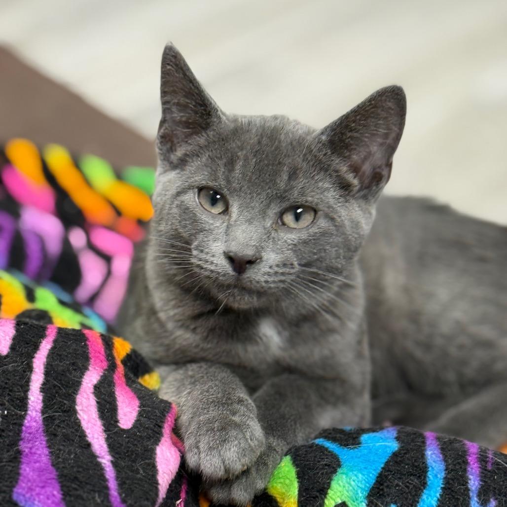 Monopoly, Adoptable, Kitten Male Domestic Short Hair.