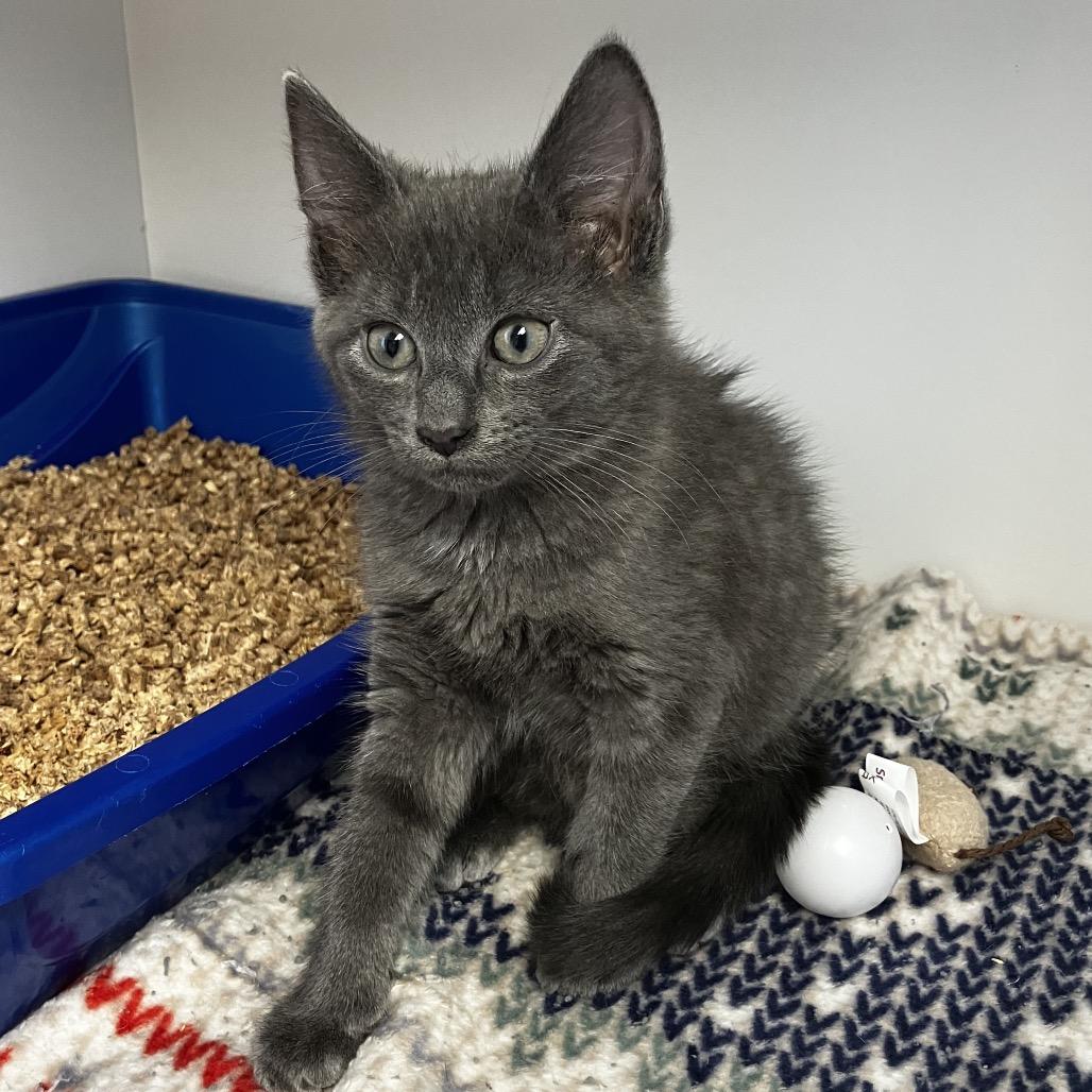 Monopoly, a Adoptable Domestic Short Hair in Uniontown, PA image 2/2