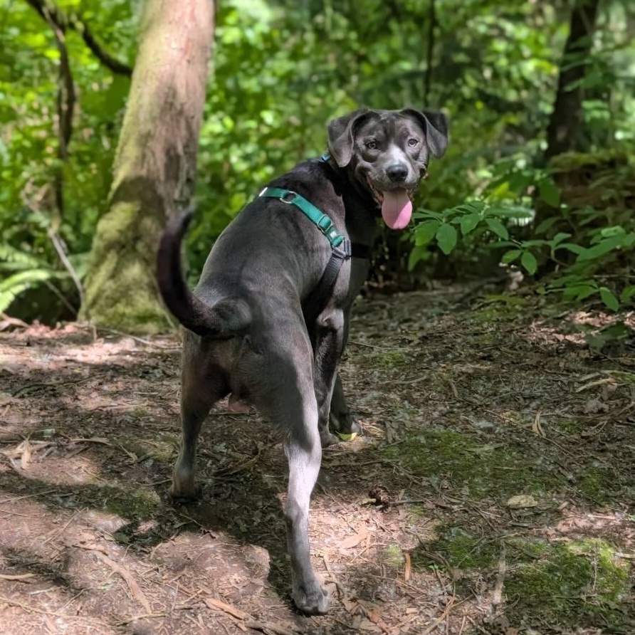 Enlarge Turbo Biscuit, a ADOPTABLE mixed breed in Bellingham, WA image 3/6