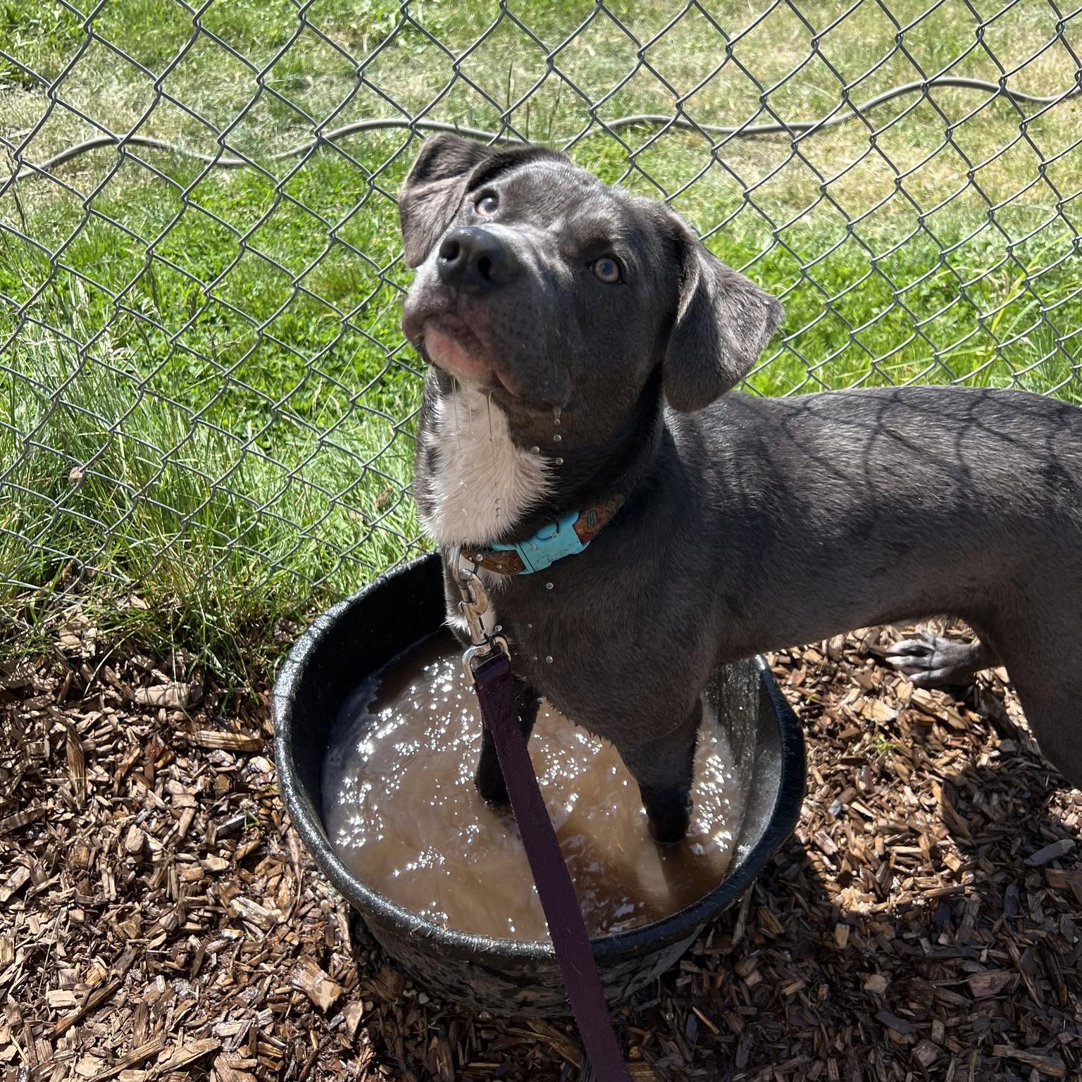 Enlarge Turbo Biscuit, a ADOPTABLE mixed breed in Bellingham, WA image 5/6