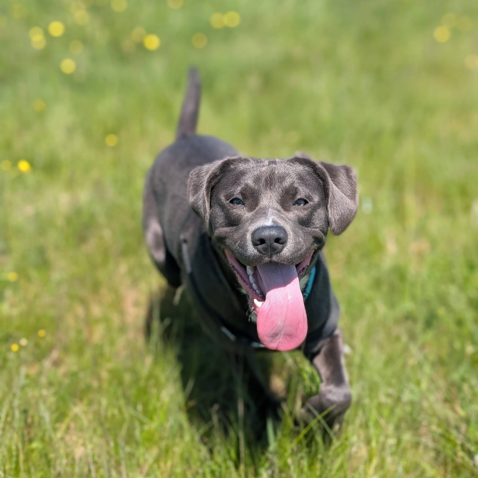 Enlarge Turbo Biscuit, a ADOPTABLE mixed breed in Bellingham, WA image 1/6