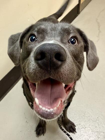 Enlarge Turbo Biscuit, a ADOPTABLE mixed breed in Bellingham, WA image 3/3