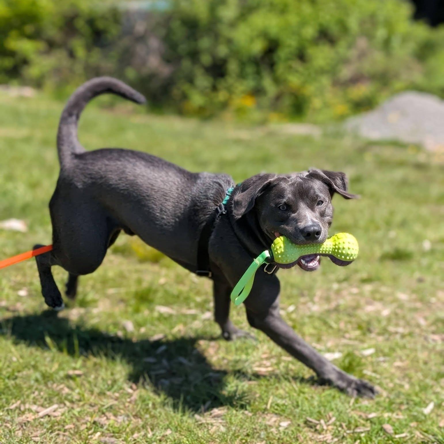 Enlarge Turbo Biscuit, a ADOPTABLE mixed breed in Bellingham, WA image 2/6