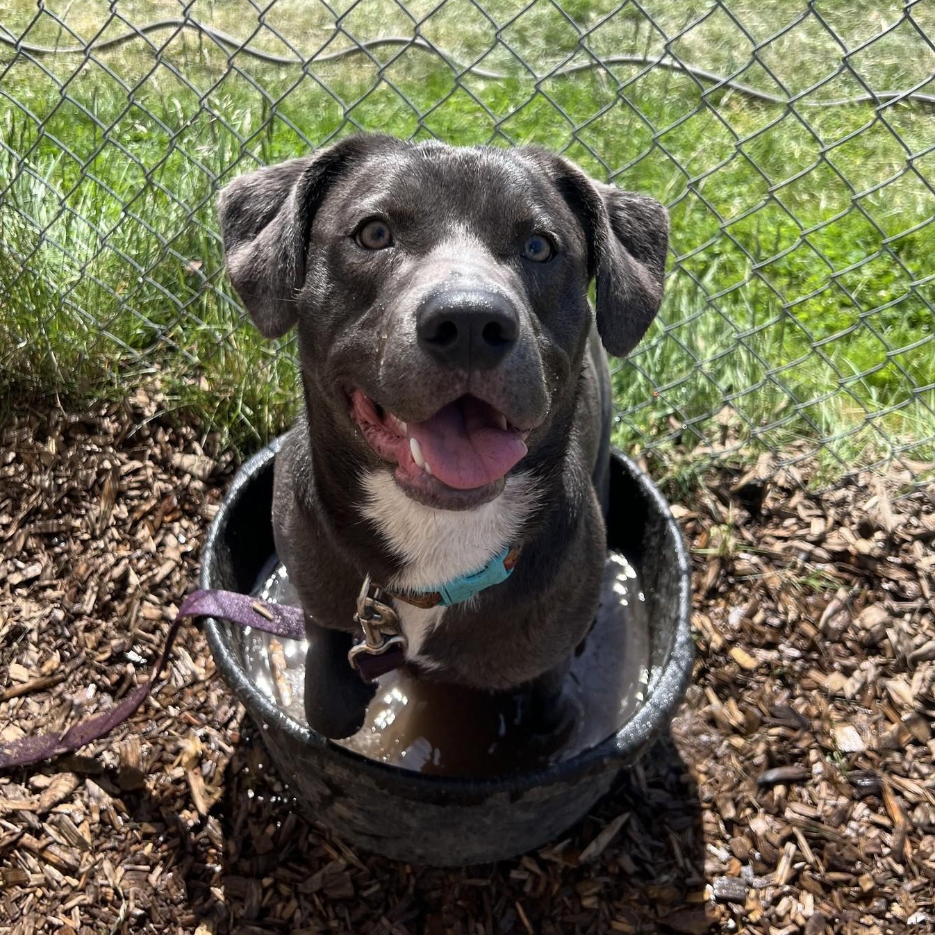 Turbo Biscuit, ADOPTABLE, Young Male Mixed Breed.