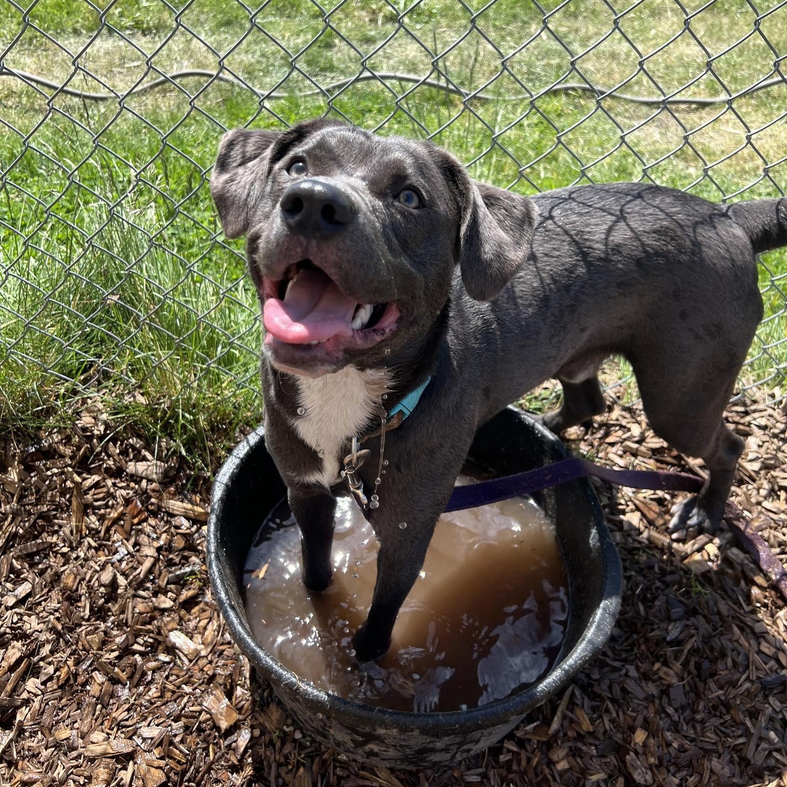 Enlarge Turbo Biscuit, a ADOPTABLE mixed breed in Bellingham, WA image 6/6
