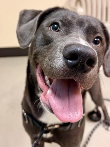 Enlarge Turbo Biscuit, a ADOPTABLE mixed breed in Bellingham, WA image 2/3