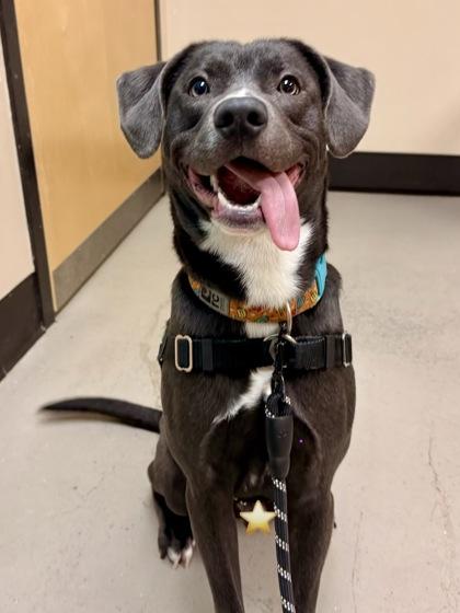 Enlarge Turbo Biscuit, a ADOPTABLE mixed breed in Bellingham, WA image 1/3