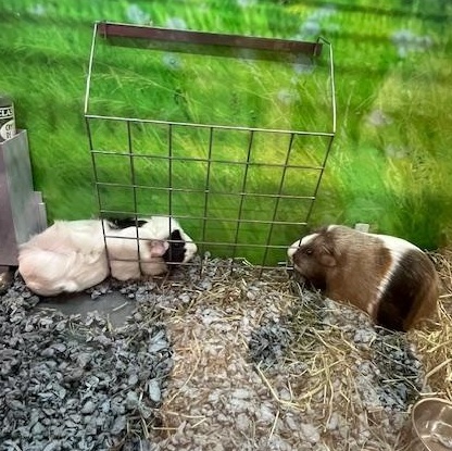 Enlarge Strawberry and Cupcake, a ADOPTABLE Guinea Pig in Cambridge, MA image 1/1