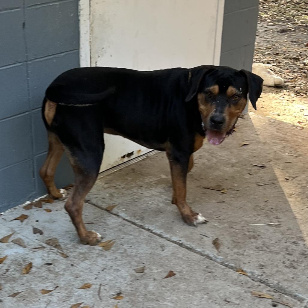 King, Adoptable, Adult Male Rottweiler.