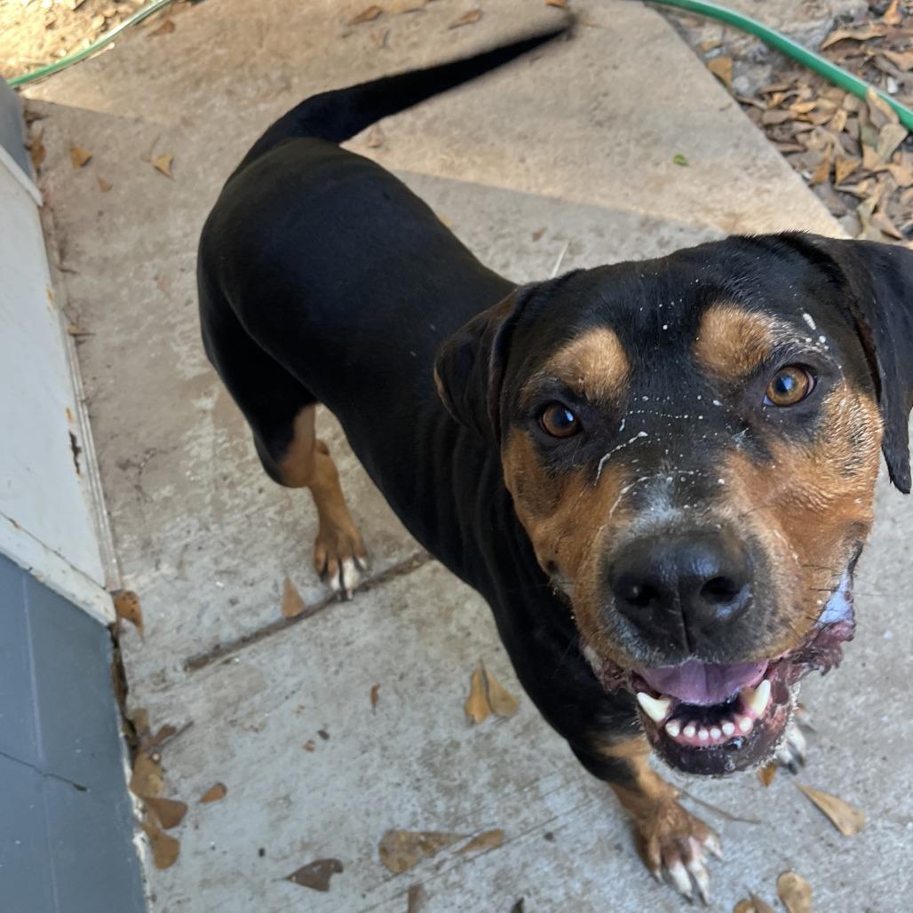 Enlarge King, a Adoptable Rottweiler in Richmond Hill, GA image 2/3