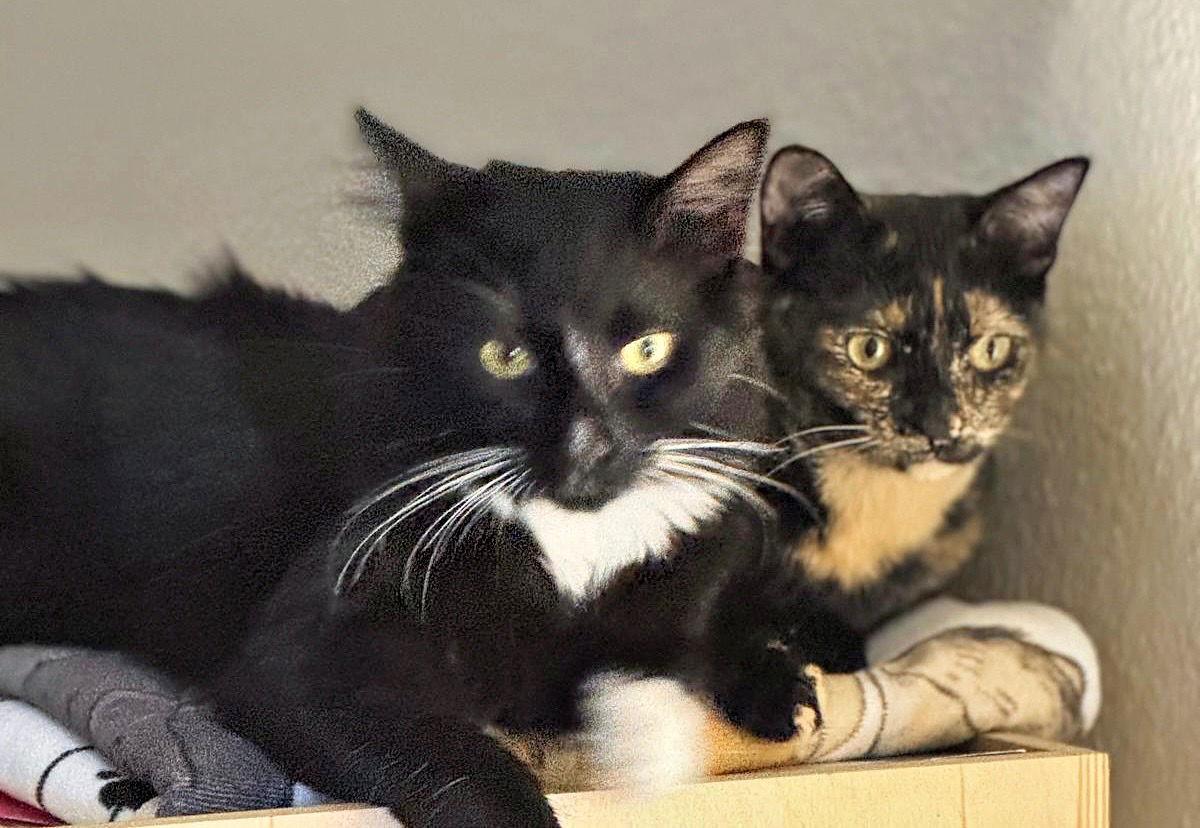 Enlarge Victoria (& Boots), a Adoptable Domestic Short Hair in Castro Valley, CA image 1/3