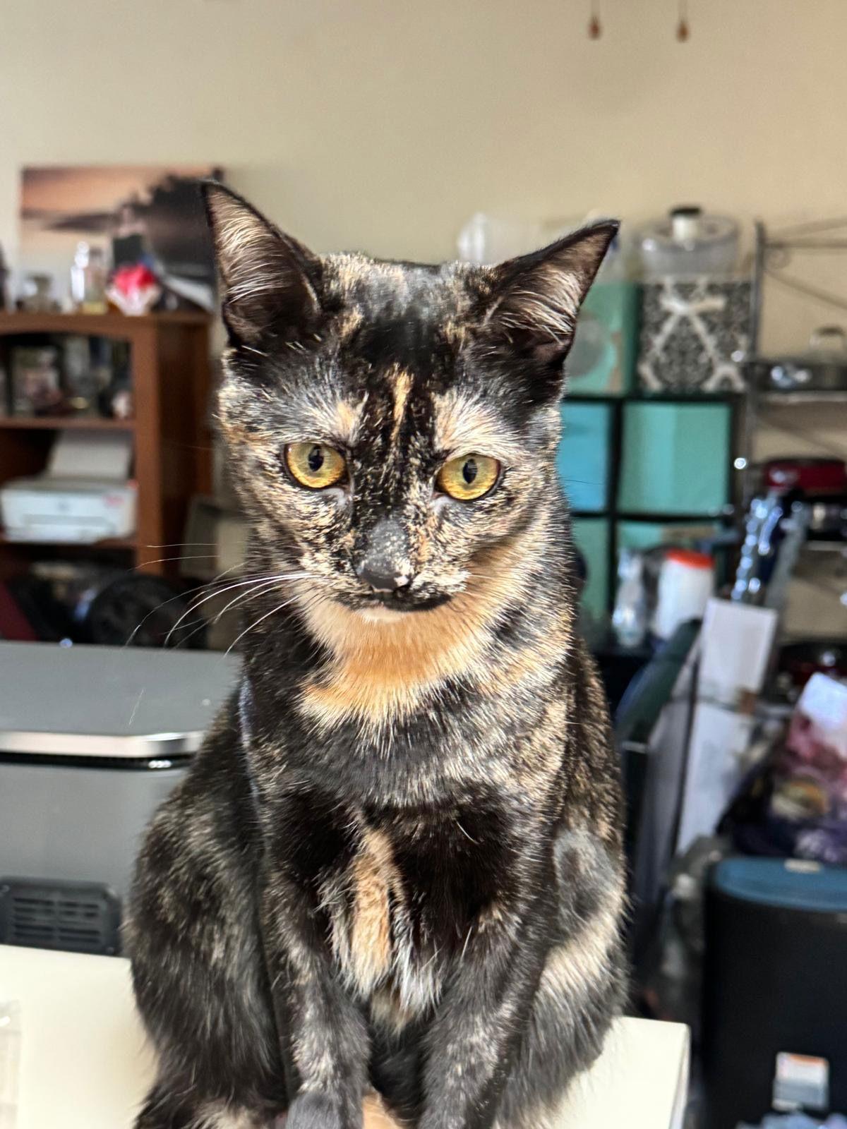 Enlarge Victoria (& Boots), a Adoptable Domestic Short Hair in Castro Valley, CA image 2/3