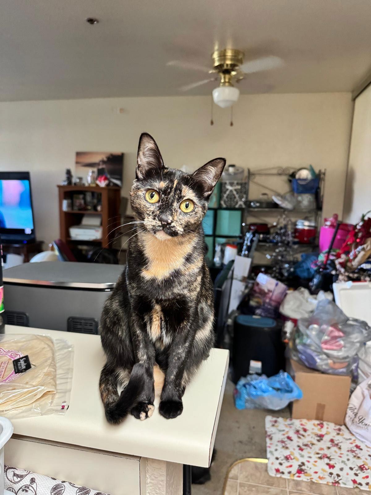 Enlarge Victoria (& Boots), a Adoptable Domestic Short Hair in Castro Valley, CA image 3/3