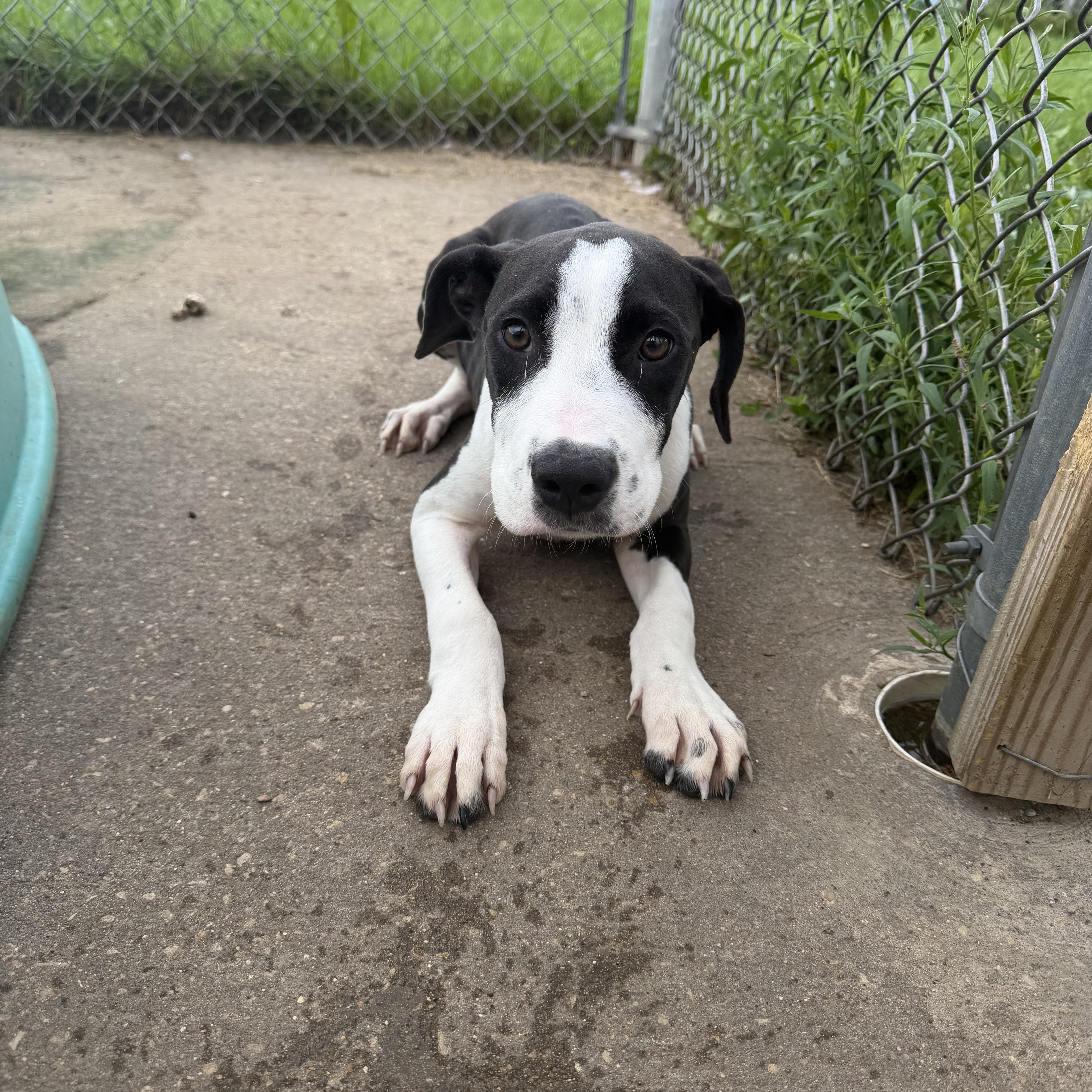 Ham, Adoptable, Puppy Male Terrier.