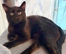 Enlarge Lil Cub, an adopted Domestic Short Hair in Lebanon, PA image 1/1