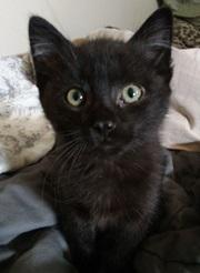 Enlarge Lil Cub, a Adoptable Domestic Short Hair in Lebanon, PA image 1/1