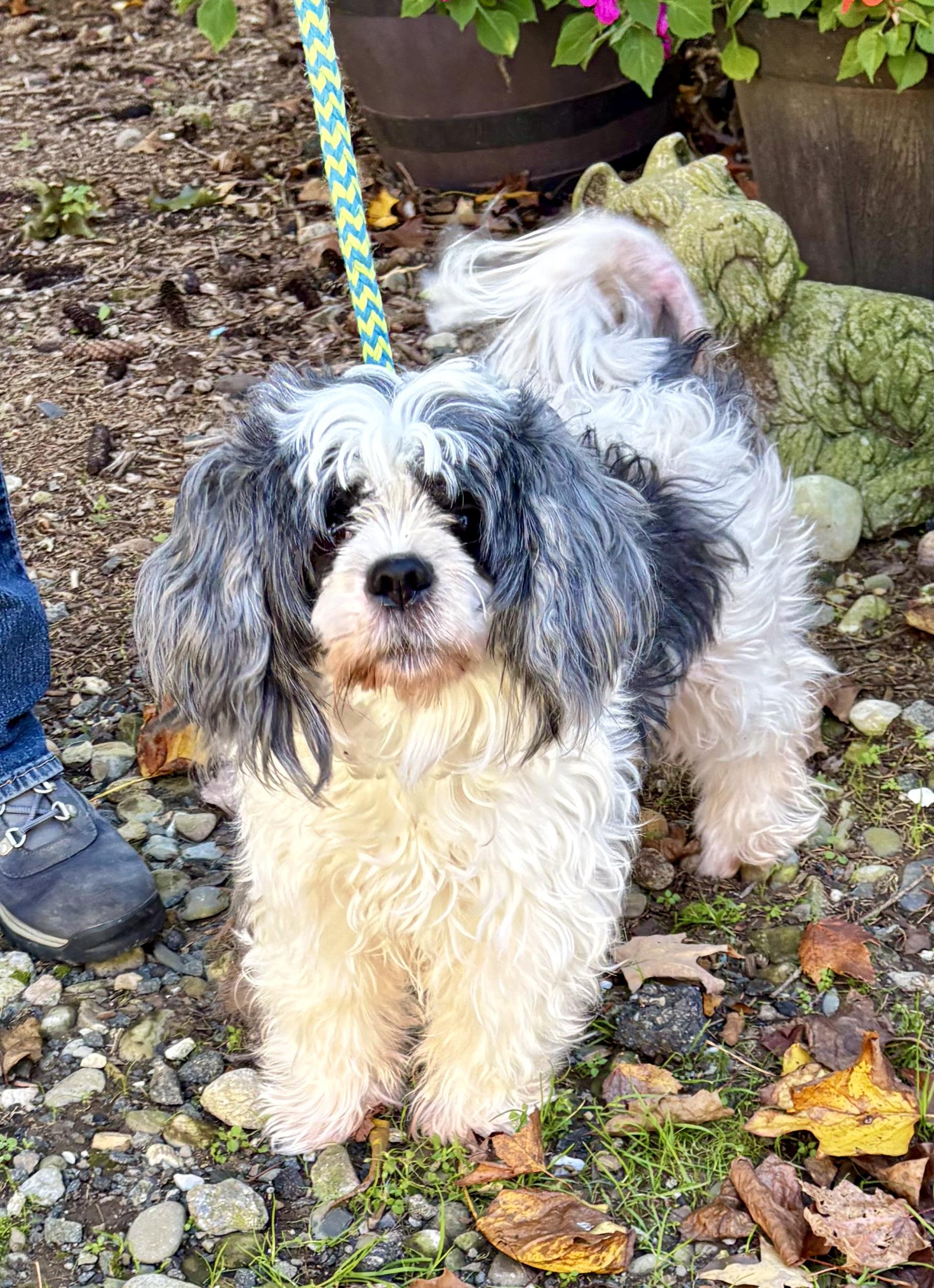 Enlarge Polly, a Adoptable mixed breed in Warren, NJ image 2/3