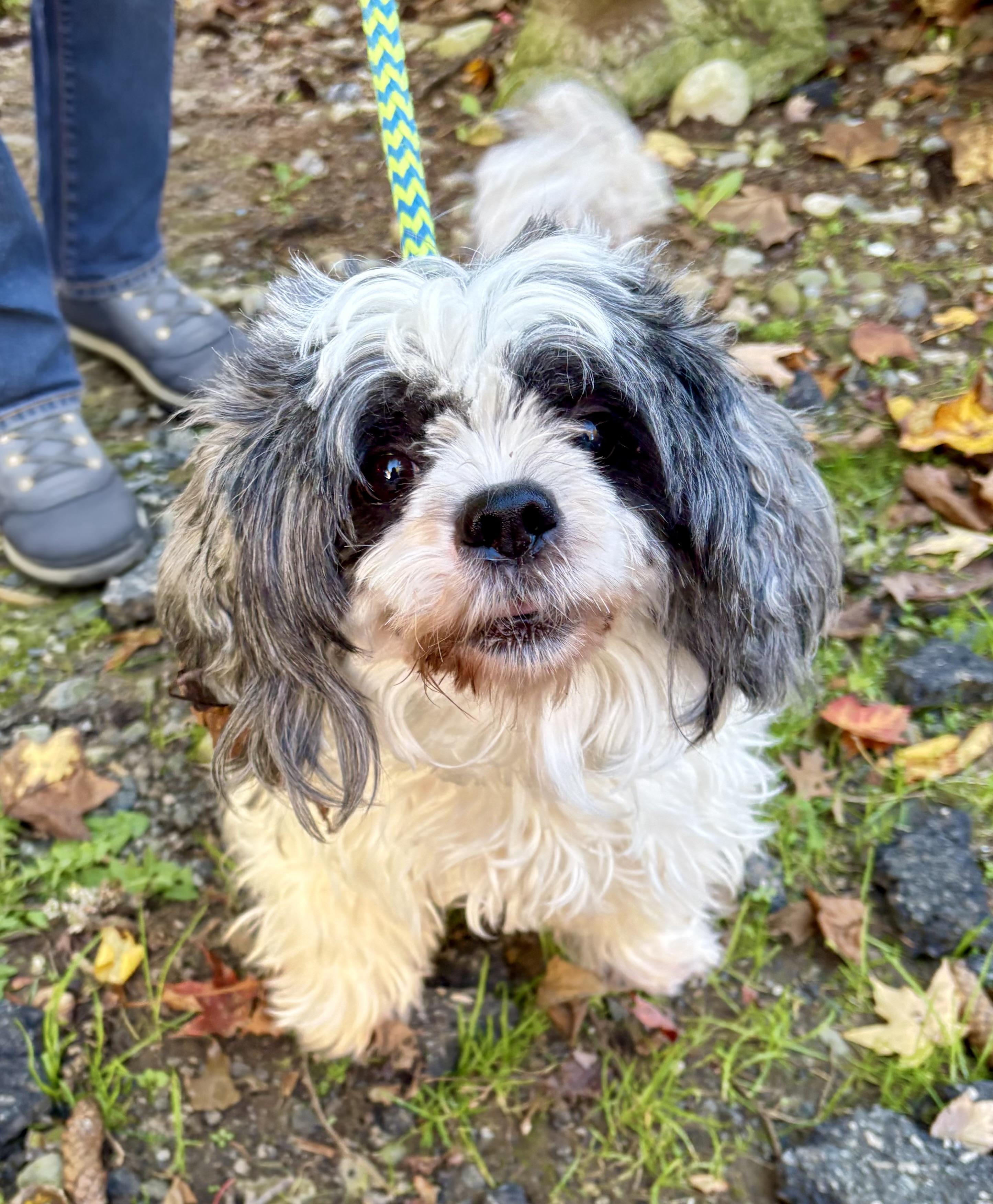 Polly, Adoptable, Young Female Shih Tzu & Havanese.