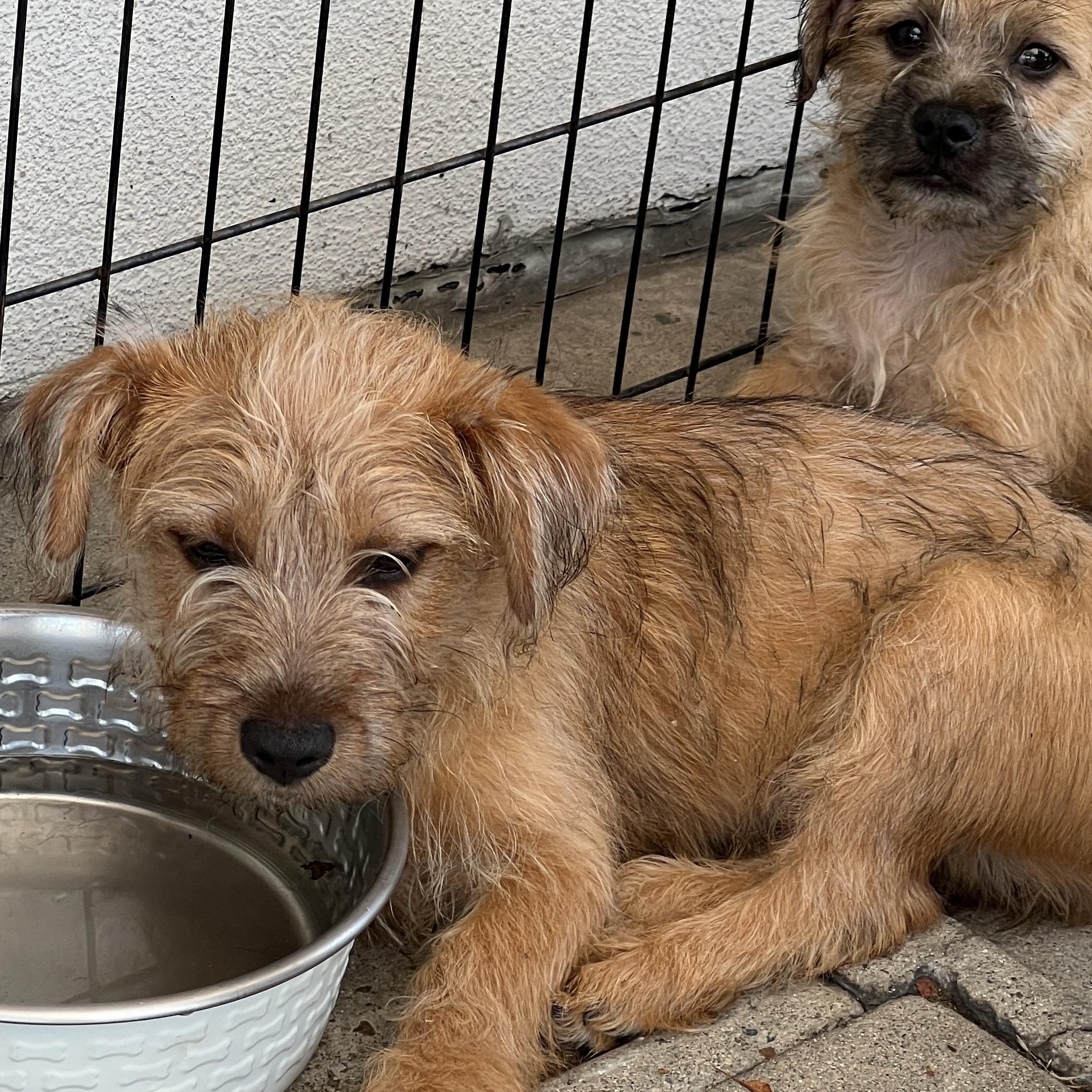 Enlarge Maggie , a Adoptable mixed breed in San Diego , CA image 5/5