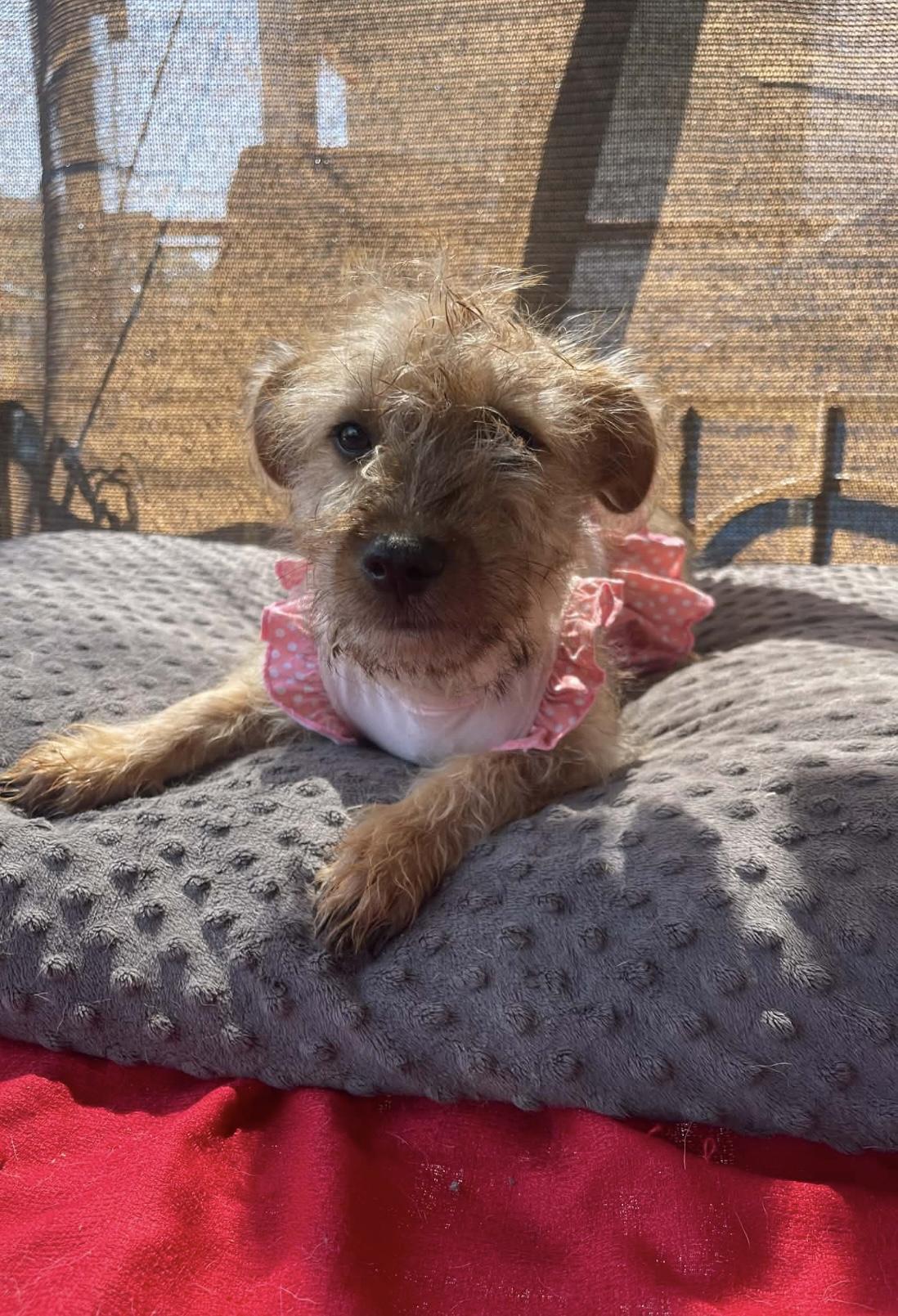 Enlarge Maggie , a Adoptable mixed breed in San Diego , CA image 4/5